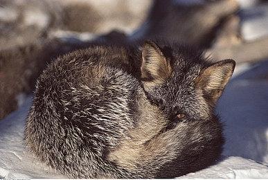 《最后生还者：重制版》PS5大小约68GB 8月26日预载